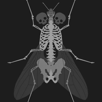  The Fly 